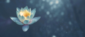 lotus-water-achtergrond